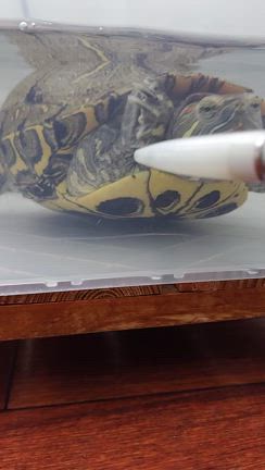 ミドリガメがいる床屋ですの記事動画