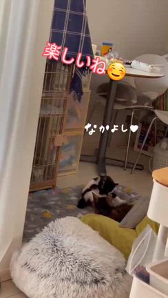 あんこ＆ぺったんトライアル開始編＆のりたま＆ほっともっと幸せ譲渡編の記事動画