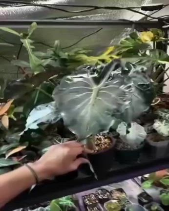 極上 アロカシア ベノム メイソン株 アロカシア ベノム メイソン株 - メルカリ