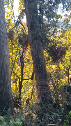 真鍮フック⭐️の記事動画