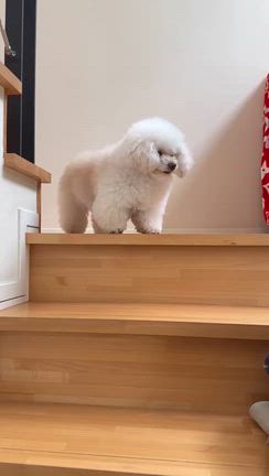 有り難うアグ丸さんの記事動画