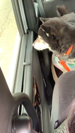 あけましておめでとうございます♡の記事動画