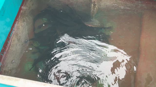 ６月１２日 谷口釣船釣果の記事動画