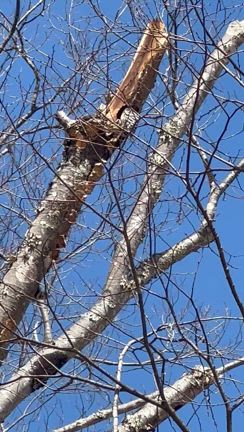 公園で発見、コゲラの記事動画