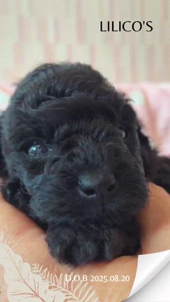 ブラック男の子　カアネくん。の記事動画