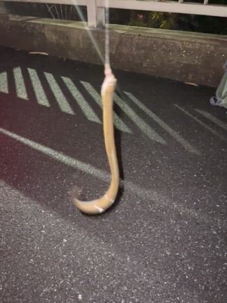 うなぎ釣り：吉本新喜劇、ルルナナTシャツの記事動画