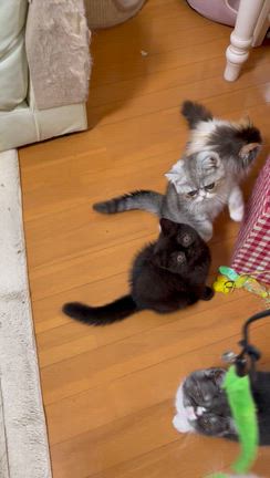 子猫ちゃん達元気ですの記事動画