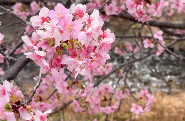 黄色い菜の花とピンクの桜の競演【東大山 河津さくらまつり】の記事動画