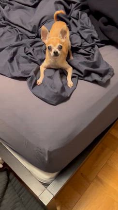 家族団欒と美味しい時間の記事動画