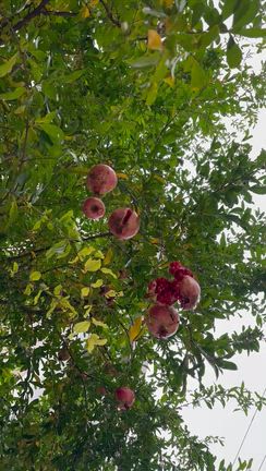 ゆるせない親の裏側──どこまでも侵攻してくる“見捨てられ不安”の正体とはの記事動画