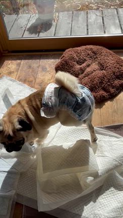 【保護犬　犬オムツ】クルクル回りたい子に着けるのは一苦労の記事動画