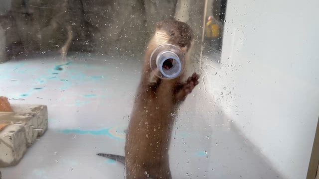 カワウソと触れ合いの記事動画