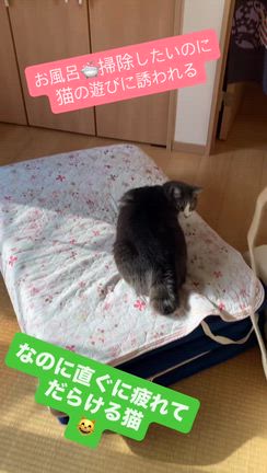 キレる方が正しいのかも知れない多忙な日になった。の記事動画