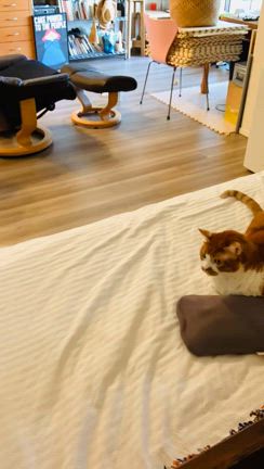 腸腰筋と腰痛( ˃̣̣̥ω˂̣̣̥ )の記事動画