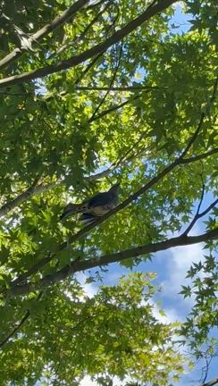 書きかけの記事があったのでアップします←の記事動画