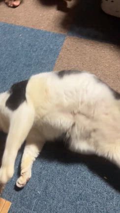 ハチジイのゴロゴロの記事動画