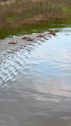 久しぶりのウォーキングの記事動画