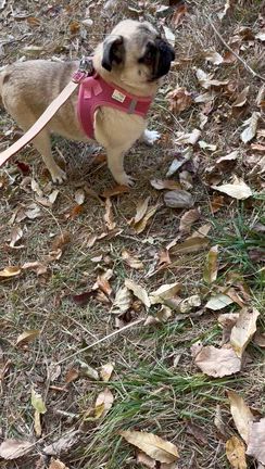 【保護犬　南八ヶ岳】穏やかな深秋　紅葉も見ごろを迎えていますの記事動画