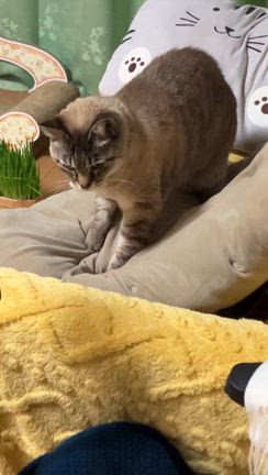 コネコネ動画の記事動画