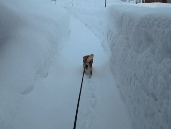今日も積もってますの記事動画