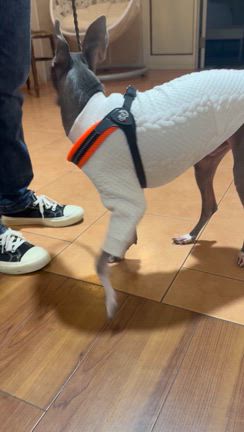 可愛すぎるお客様　ご来店！健康な髪は体の中から作られる　静岡県藤枝市　美容室アモアの記事動画