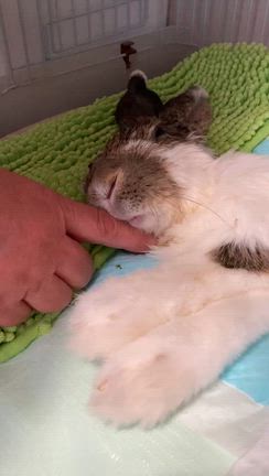 一応うさフェス②の記事動画