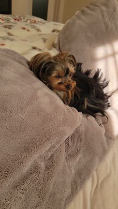 とりあえず安静にねの記事動画