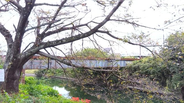 復帰しました☆彡の記事動画