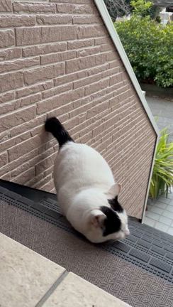 サムライ君の記事動画