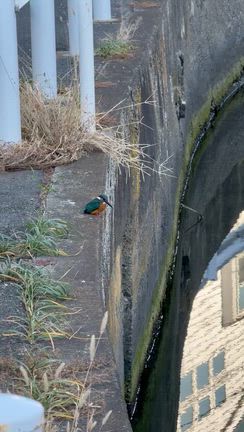 カワセミが現れたの記事動画