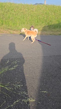 夕方の日課の記事動画