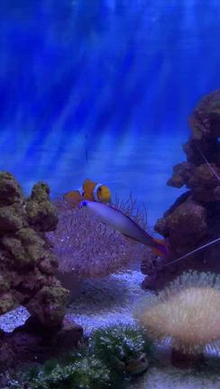 たわむれるニモの記事動画