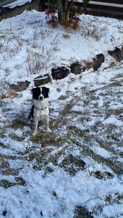 雪が積もったよ、北九州地方久しぶりの積雪の記事動画