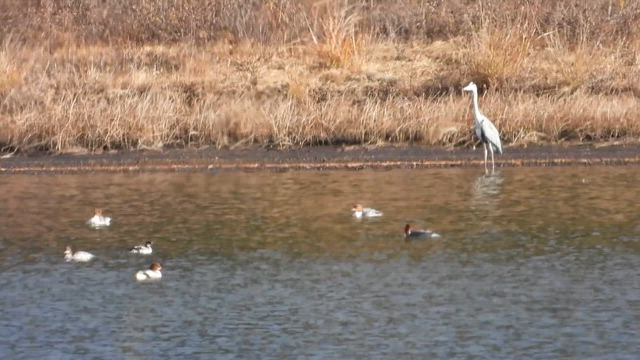 野鳥の記事動画