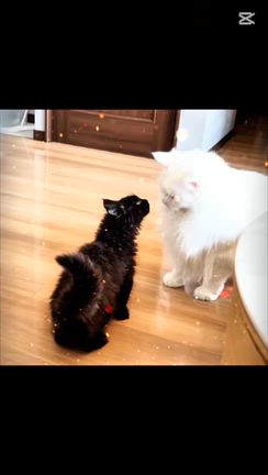 オーナーさまより♡の記事動画