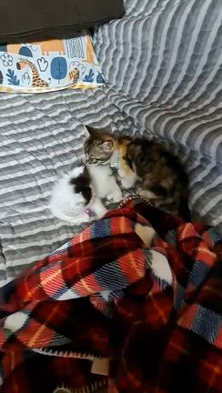 動画一覧｜「よこねこ」