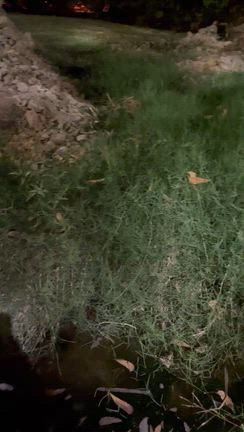 夜のオマーンマスカットの記事動画