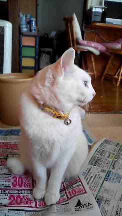 お盆ですね〜の記事動画