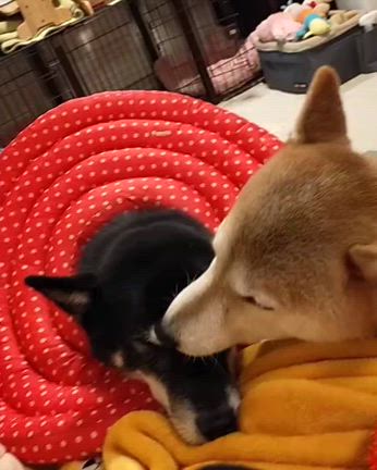 悔しくて涙が出るの記事動画