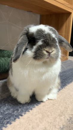 ぽんすけが見つめるの記事動画