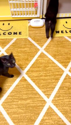 2025☆猫の日☆我が家の猫の記事動画