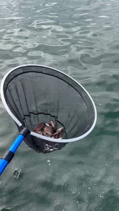 9月10日　日本釣振興会のマダイ稚魚放流に参加してきました^_^の記事動画