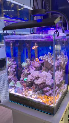 今日の水槽からちょっとだけの記事動画