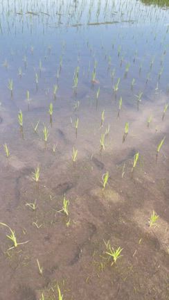 今年の田んぼの成長の日記の記事動画