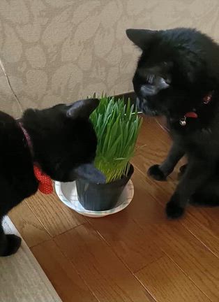 『猫の日』の我が家✨の記事動画