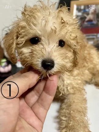 宇宙人に連れ去られるwの記事動画