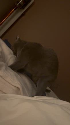 一人っ子になったロンの様子とポツポツと後悔の記事動画