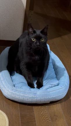 そうすけは今日も元気ですの記事動画