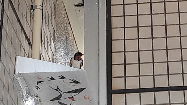 どんな、一年にしようかな。の記事動画