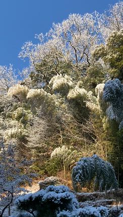 裏山の雪景色の記事動画